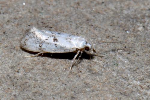 Réf. 237 019 : Herrichia excelsella